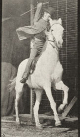 Plate 634 'Dan' galloping, saddled — figure reference